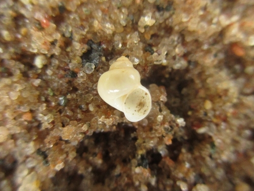 Amnicola limosus observed 2026-05-22
