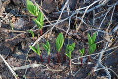 Allium ochotense