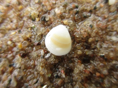 Euglesa compressa observed 2026-05-22