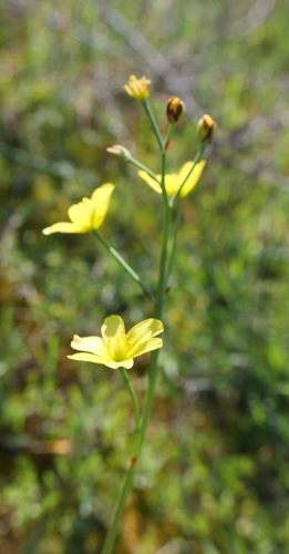 Bongardia chrysogonum