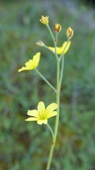 Bongardia chrysogonum, photograph (c) Marios Thoma, some rights reserved (CC BY)