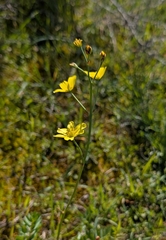 Bongardia chrysogonum, photograph (c) Marios Thoma, some rights reserved (CC BY)