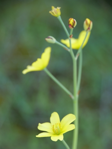 Bongardia chrysogonum, photograph 6