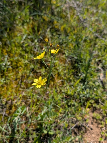 Bongardia chrysogonum, photograph 4