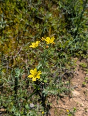 Bongardia chrysogonum, photograph (c) Marios Thoma, some rights reserved (CC BY)