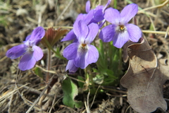 Viola hirta
