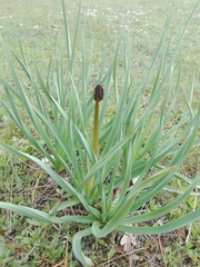 Asphodelus albus