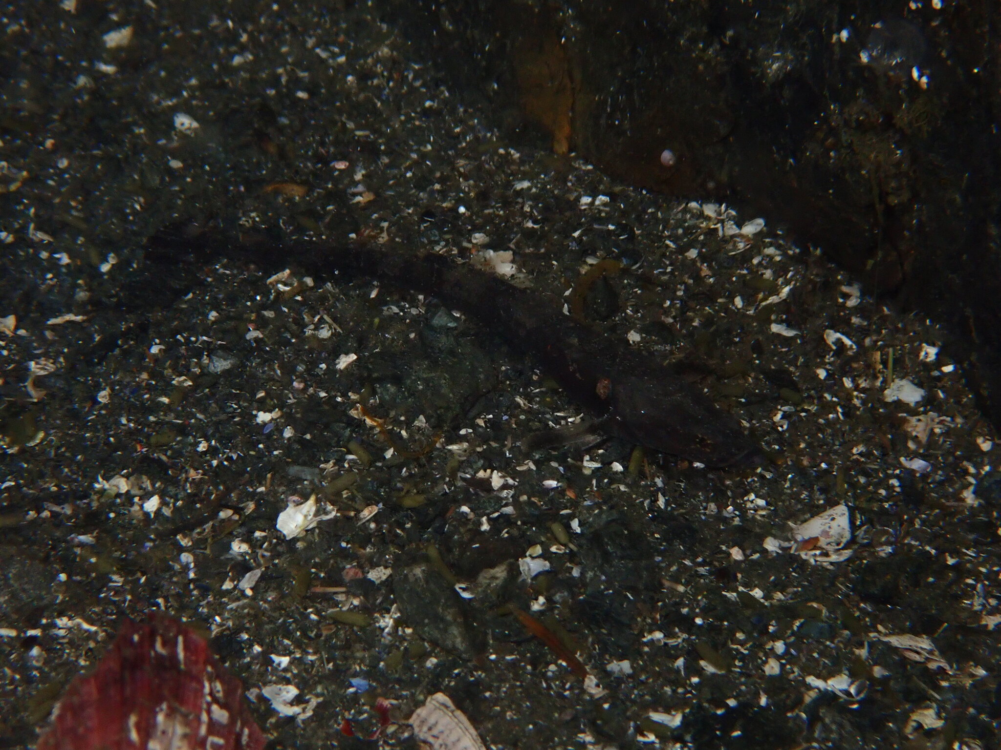 Smooth Alligatorfish photo 7