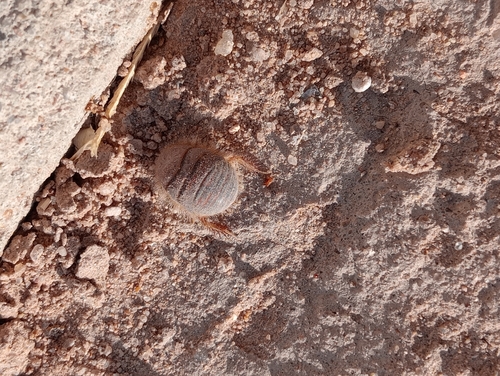 Eremoblatta subdiaphana