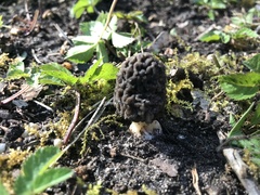 Morchella esculenta