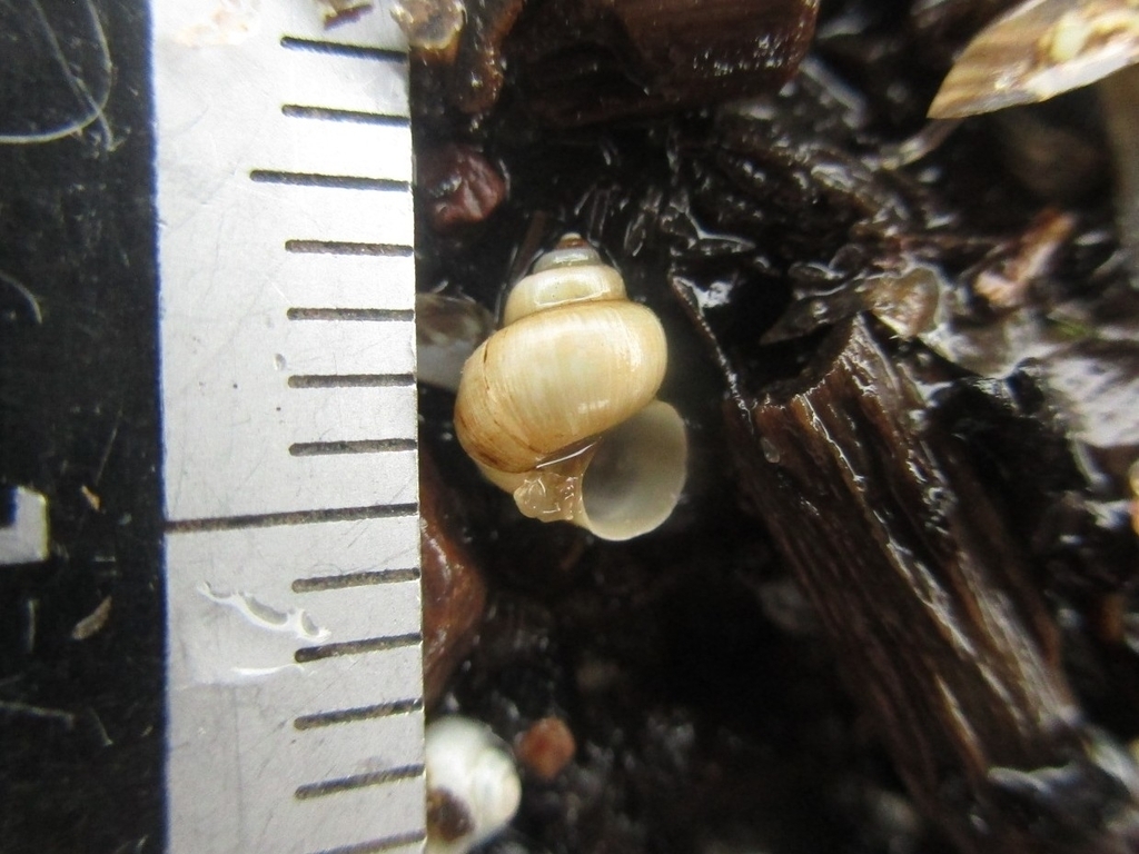 Canadian Duskysnail
