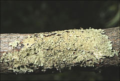 Flavoparmelia rutidota