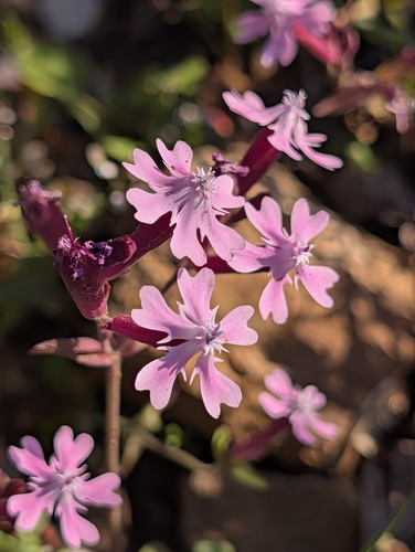 Silene aegyptiaca, photograph 5