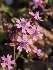 Silene aegyptiaca, photograph (c) Marios Thoma, some rights reserved (CC BY)