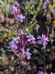 Silene aegyptiaca, photograph (c) Marios Thoma, some rights reserved (CC BY)
