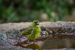 Crithagra scotops umbrosa