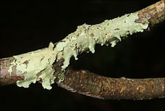 Flavoparmelia rutidota