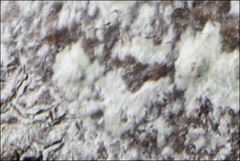 Pertusaria pertractata