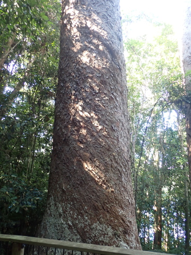 Agathis microstachya, photograph 3