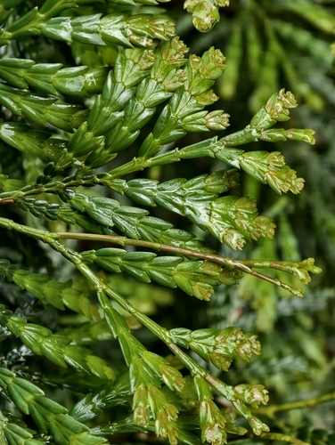 Fokienia hodginsii observed 2026-05-23