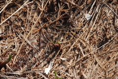 Allium ochotense