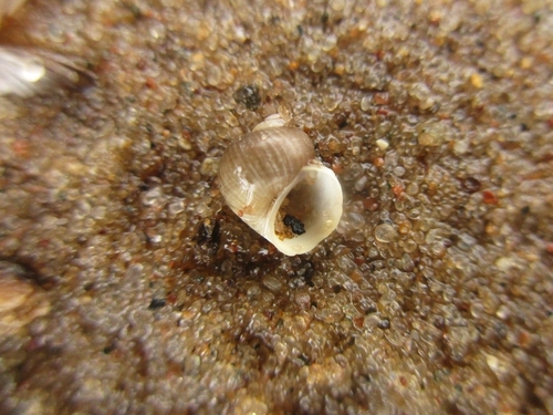 Somatogyrus depressus observed 2026-05-22