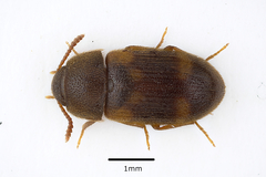 Mycetophagus quadriguttatus
