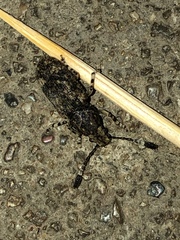 Eucorynus crassicornis