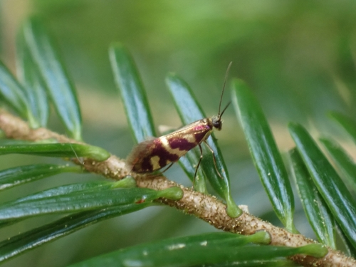 Micropterix schaefferi