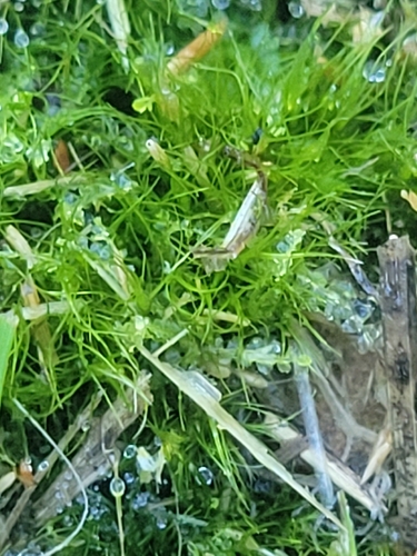 Ditrichum cylindricarpum observed 2026-05-17