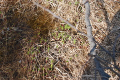 Allium ochotense