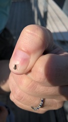 Colecerus marmoratus