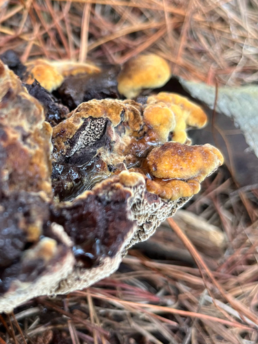European Dyer's Polypore