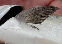 East Asian Fourfinger Threadfin photo 4
