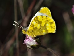 Zegris eupheme
