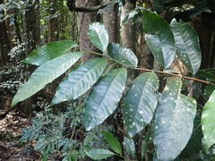 Myristica globosa