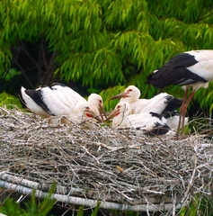 Oriental Stork photo 3