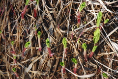 Allium ochotense