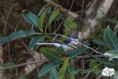iNaturalist image