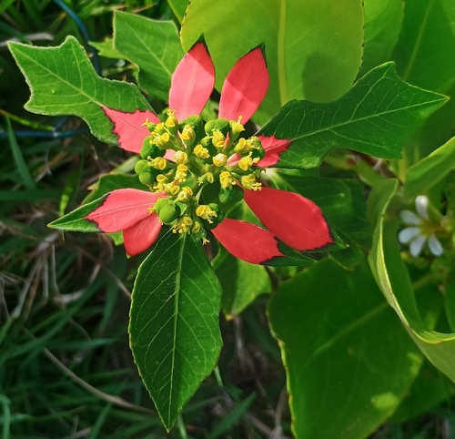 Euphorbia heterophylla observed 2026-05-22