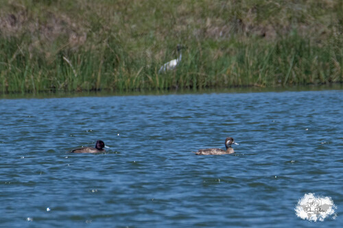 iNaturalist image