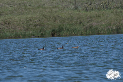 iNaturalist image