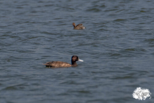 iNaturalist image
