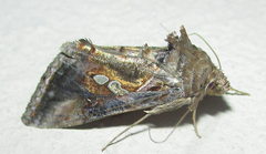 Chrysodeixis acuta