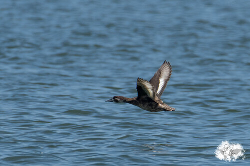 iNaturalist image