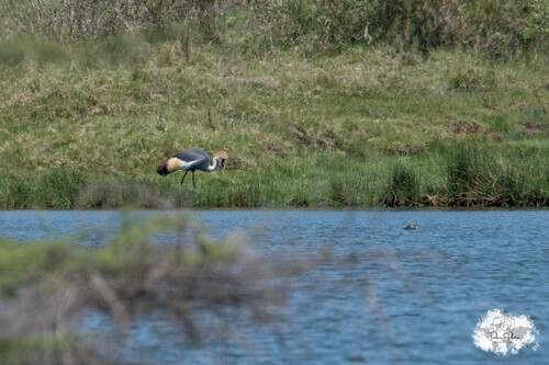 iNaturalist image