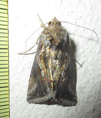 Chrysodeixis acuta