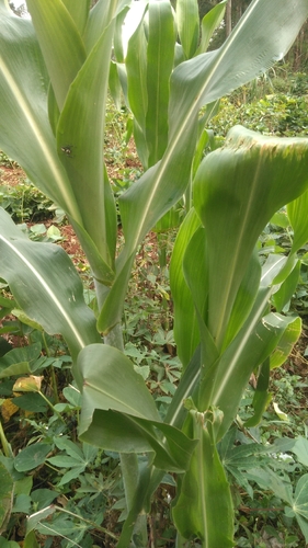 Maize