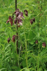 Aquilegia oxysepala