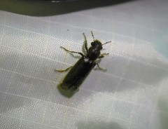 Melalgus plicatus